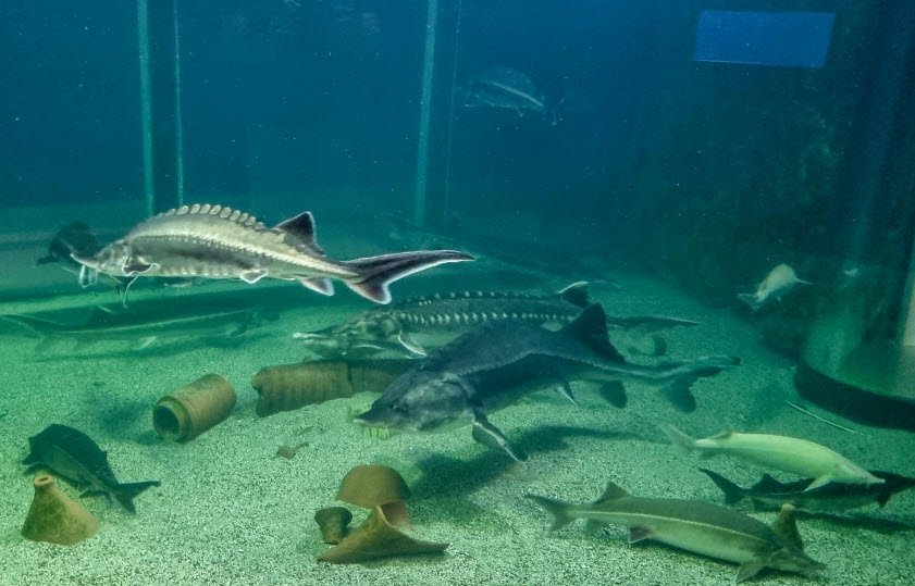 "The Danube Delta" Museum of Ecotourism, Tulcea, Romania, Romania